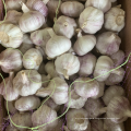 China normal white garlic factory price, natural fresh garlic export by sea